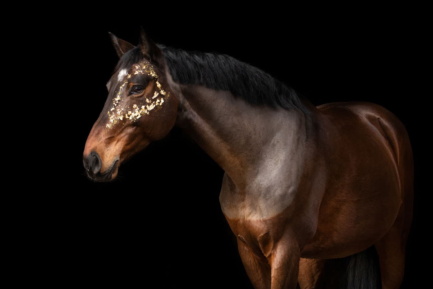 Ein Pferd mit goldenen Akzenten vor schwarzem Hintergrund